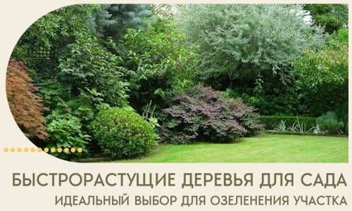 Быстрорастущие деревья для сада идеальный выбор в Тихорецке