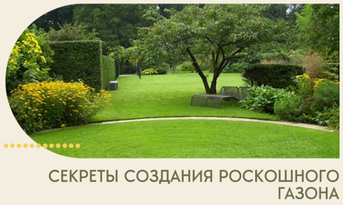 Секреты создания роскошного газона в Тихорецке